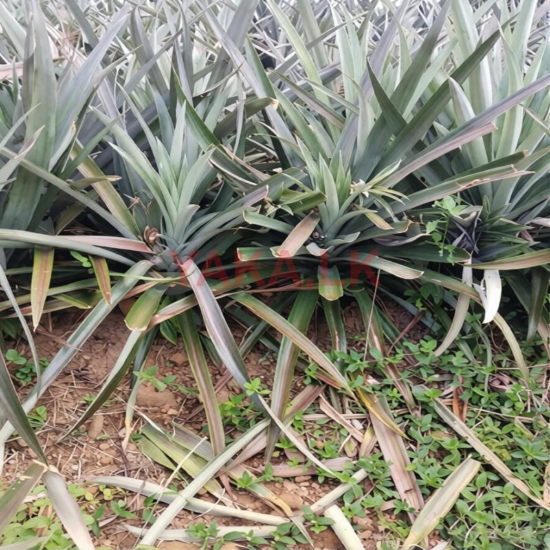Pineapple Plant