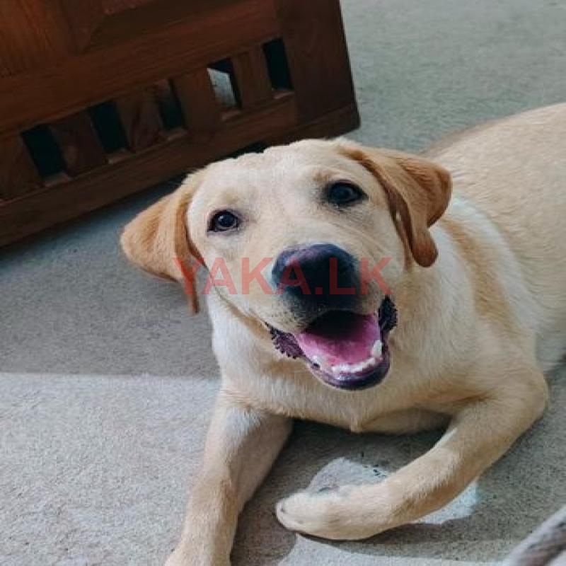 Labrador female Dog