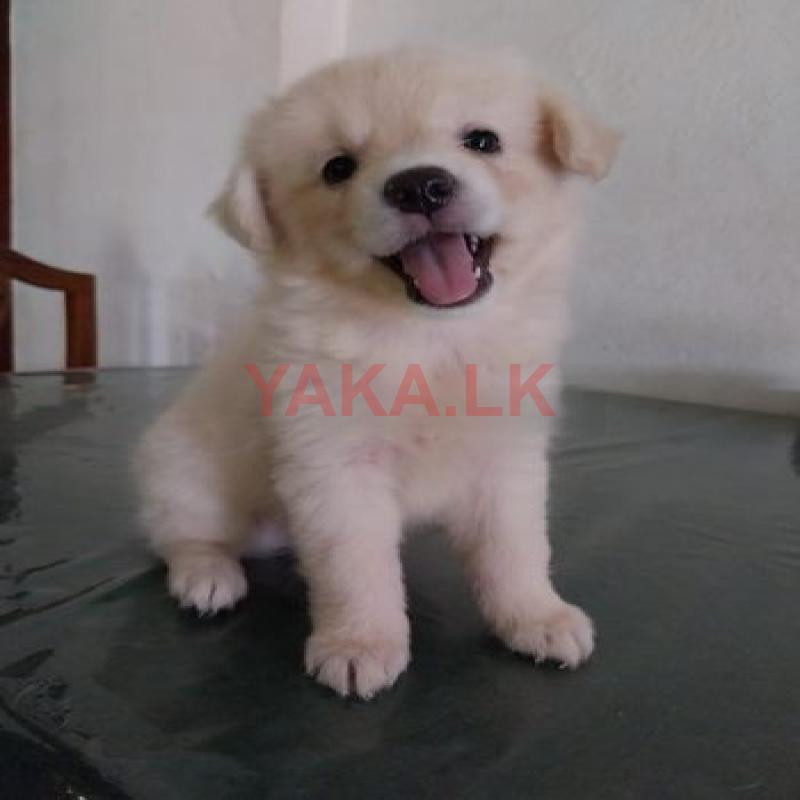 Japanese Spitz Puppy