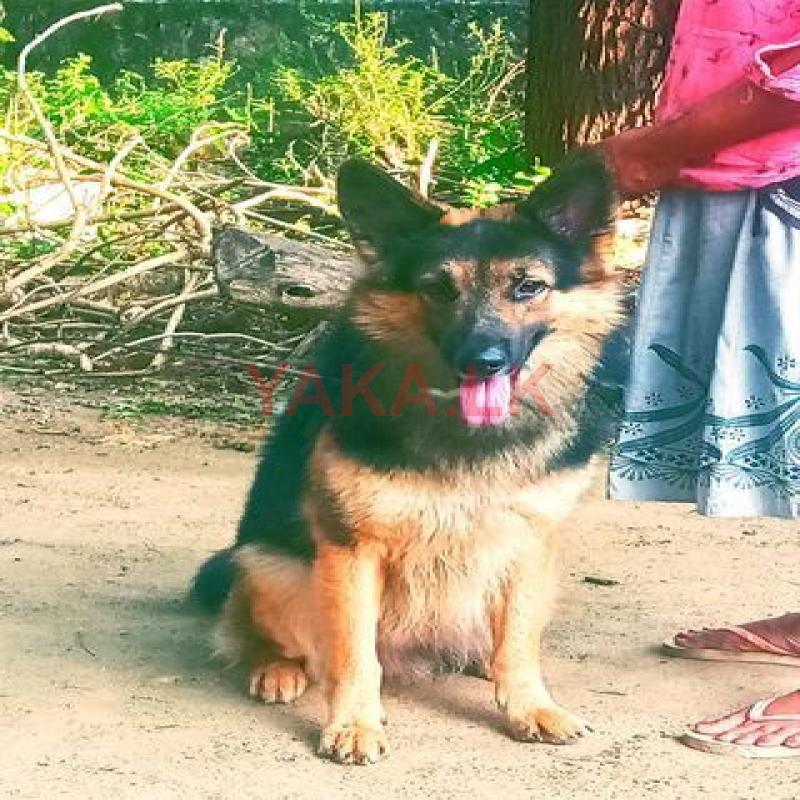 German Shepherd for Crossing