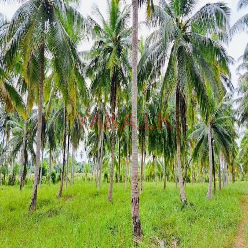 41 Acre Land Sale At Pallama off Chilaw