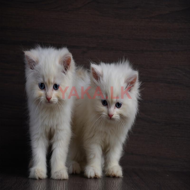 Persian Cat