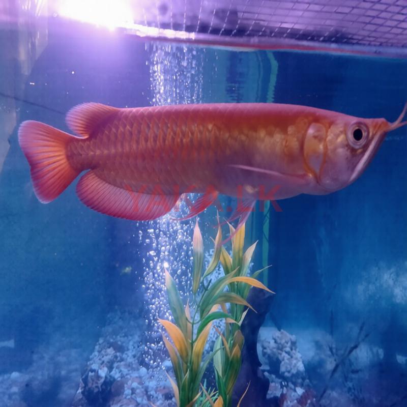 Albino Red Eye Arowana Fish