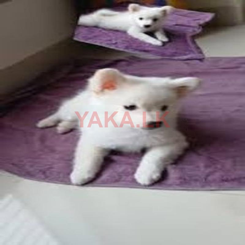 Pomerian Puppy