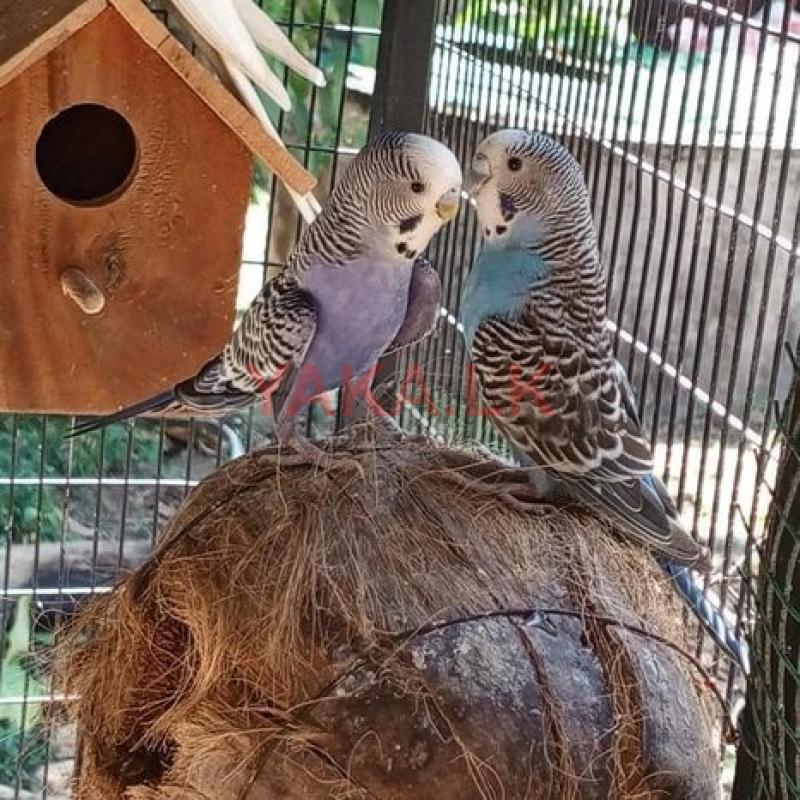 Love Birds 5