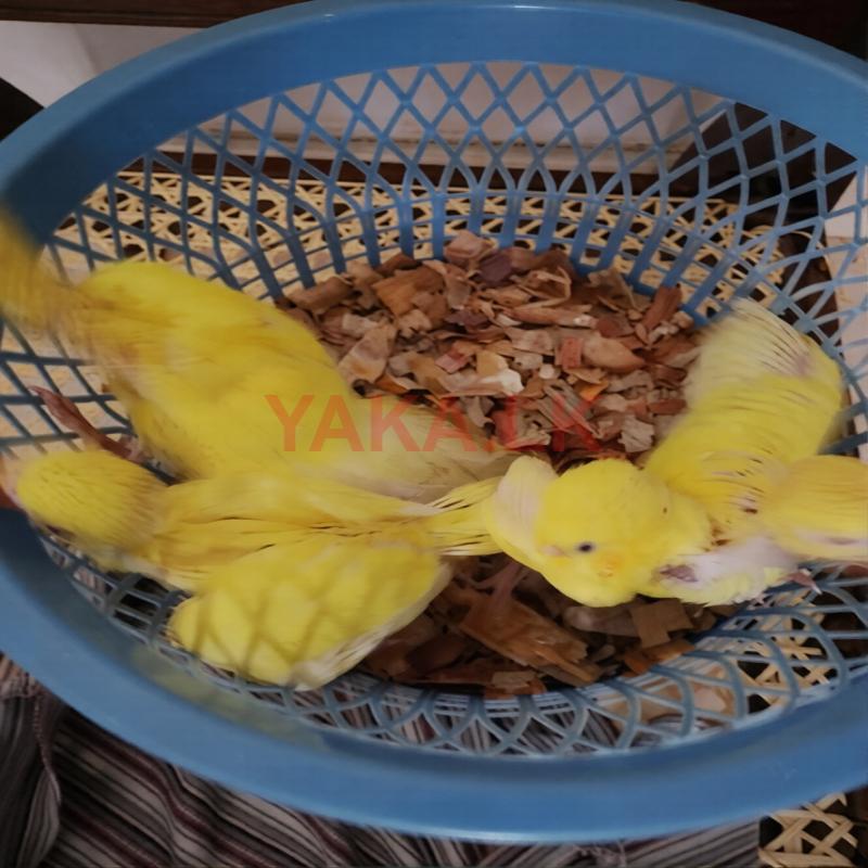 Yellow Ringneck Chick