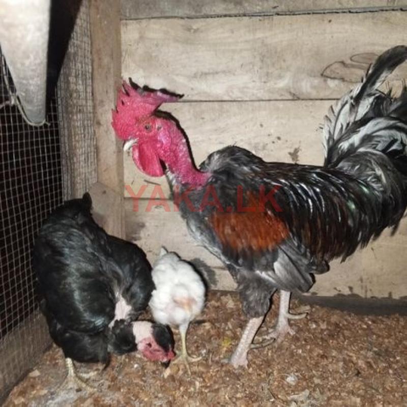 Country Chiken