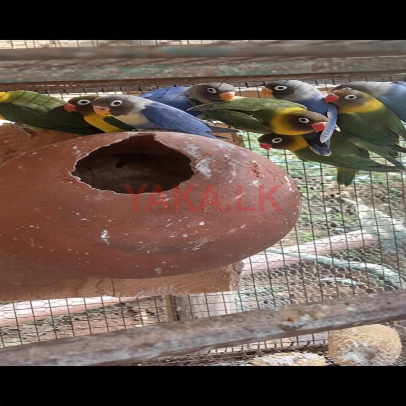 African Birds