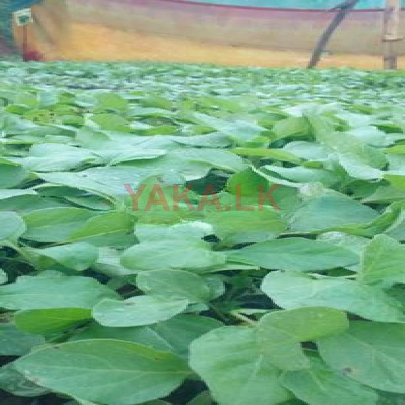 බටු පැල