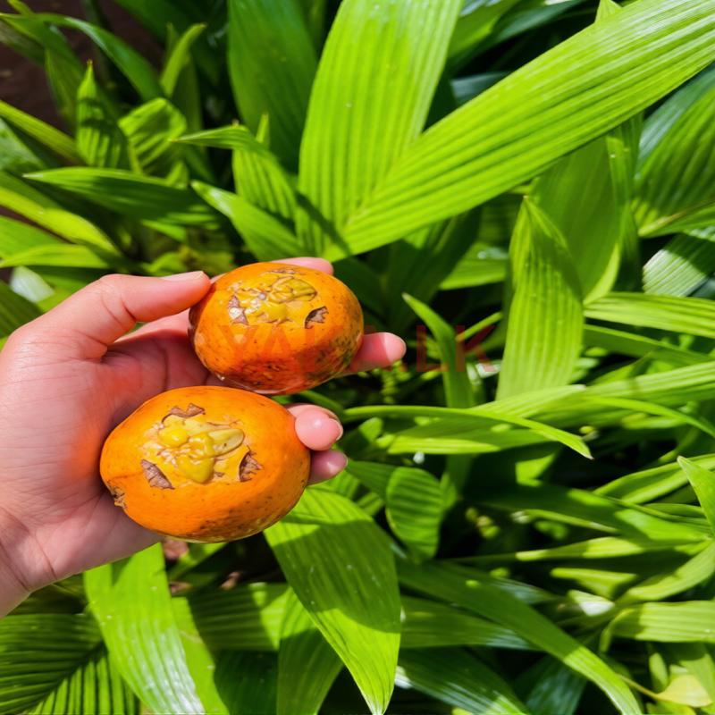 பாக்கு கன்றுகள்