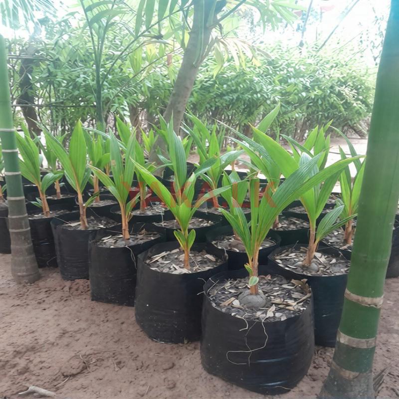 Village King Coconut Plant