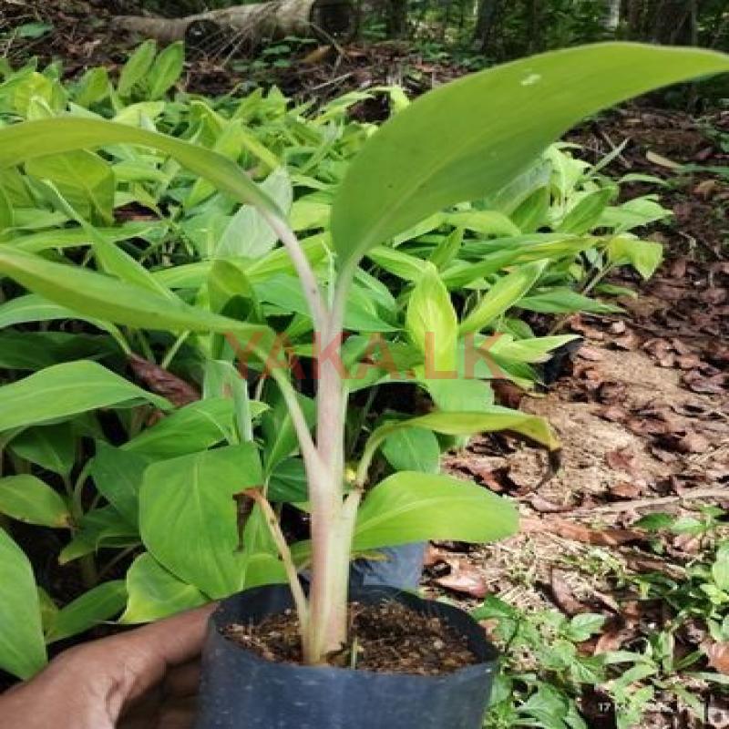 Banana Plants