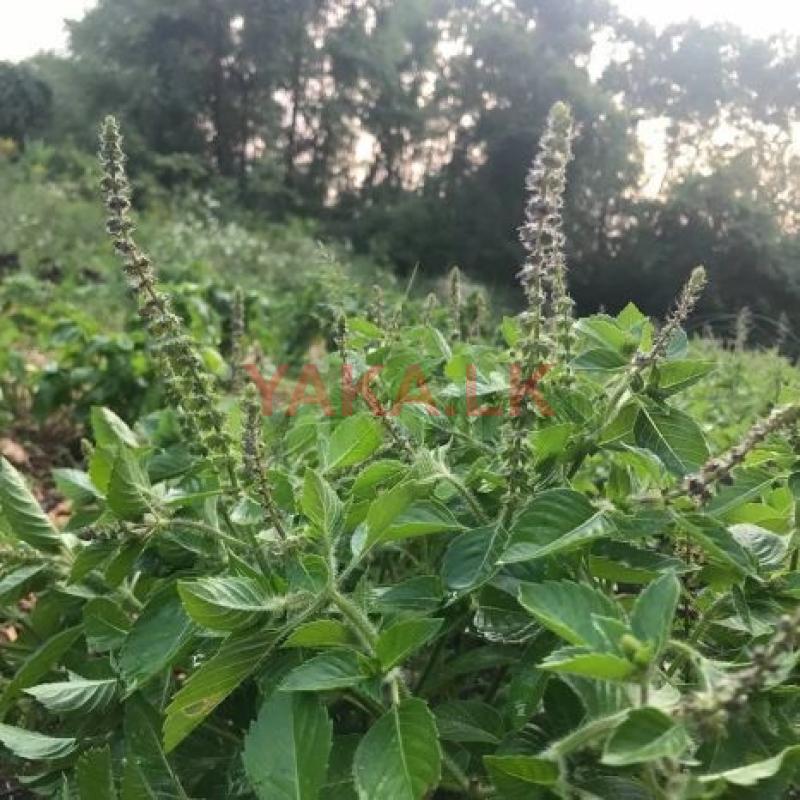 Tulsi Leaves