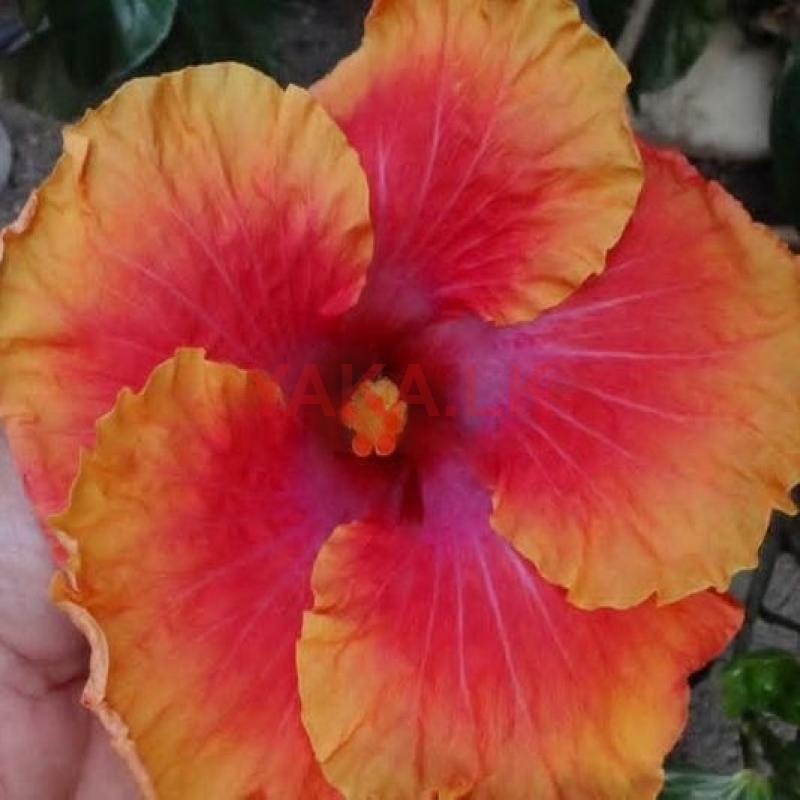 செம்பரத்தைப்பதிகள் Plant