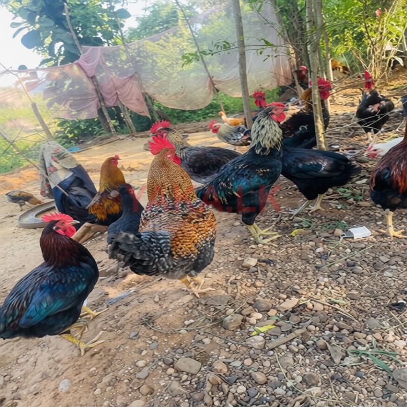 ගම් කුකුලන්