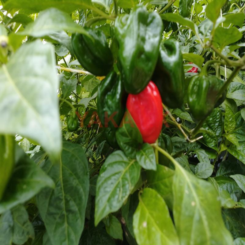 ස්කොච් බොනට් ජම්බෝ නයි මිරිස් පැල