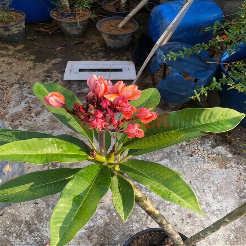 බැන්කොක් අරලියා ගස්