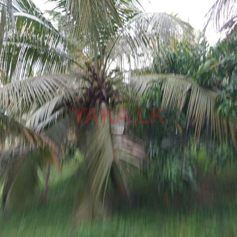Coconut Land For Sale Vitharandeniya Thangalla
