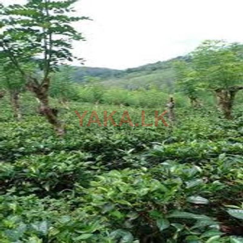 Tea Land For Sale in Ratnapura