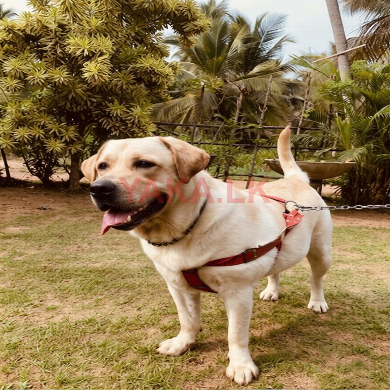 Labrador Male for Crossing