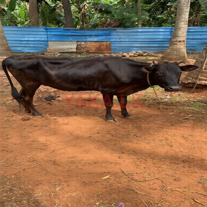 Pasu Madu
