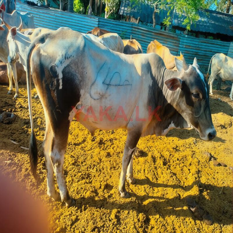 Kurbani Bull