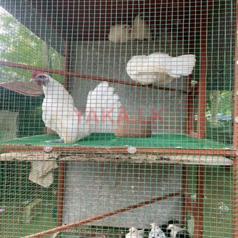 Farm Chicken with Cage