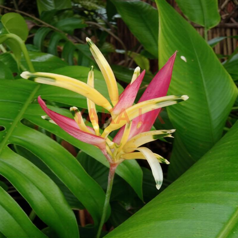 Heliconia Plant
