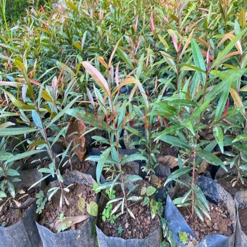 ක්‍රිස්ටිනා