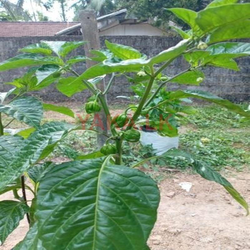 නයි මිරිස් (Scotch Bonnet)