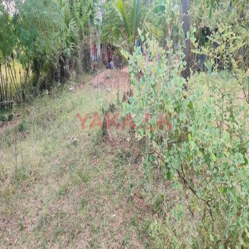 Land for Sale - Irakkandy