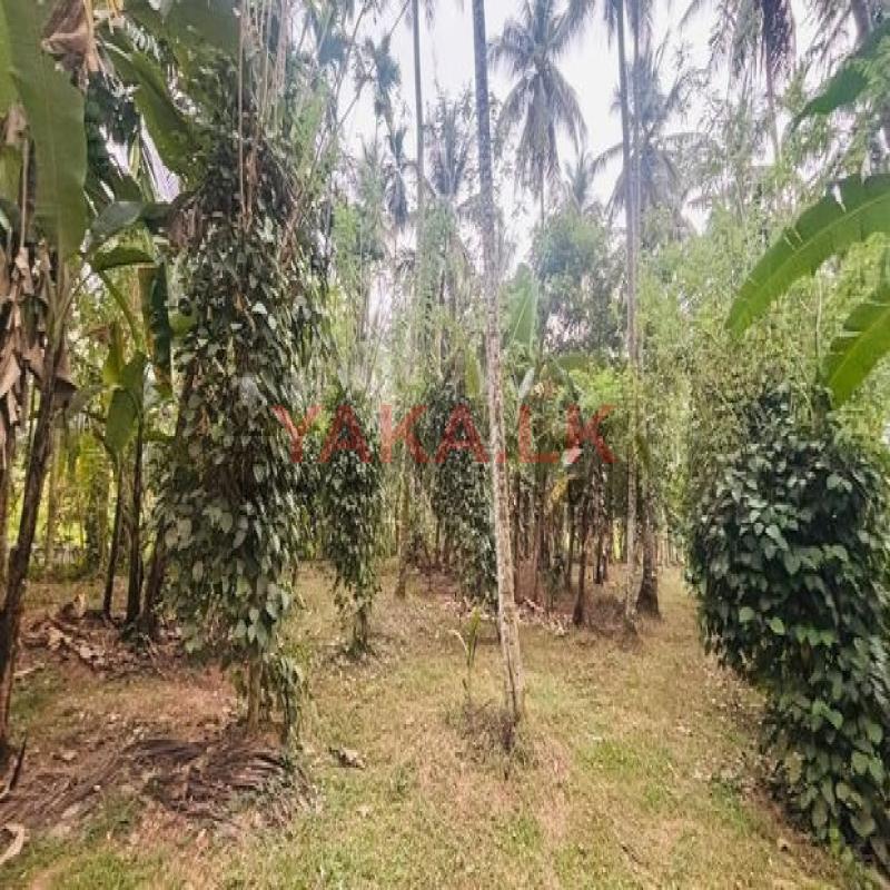 Land for Sale in Weliweriya