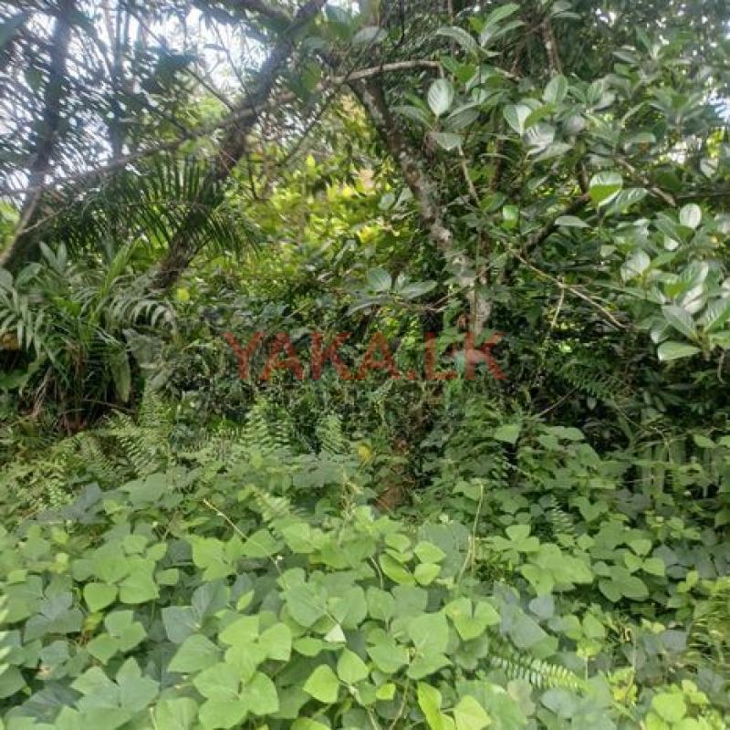 Land for Sale Puwakpitiya