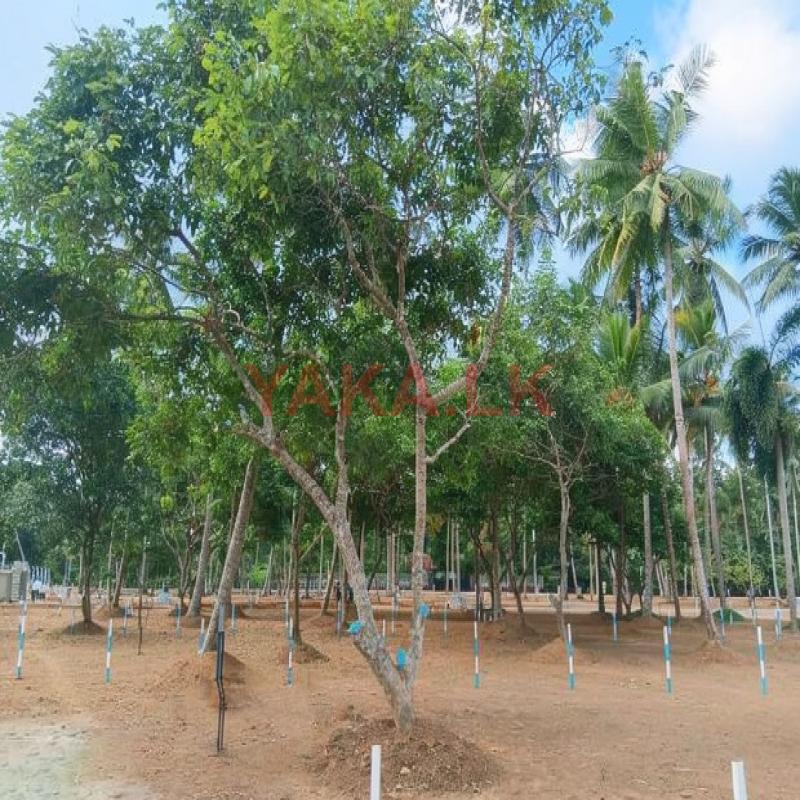 Near Badalgama Boi Zone Land for Sale P8