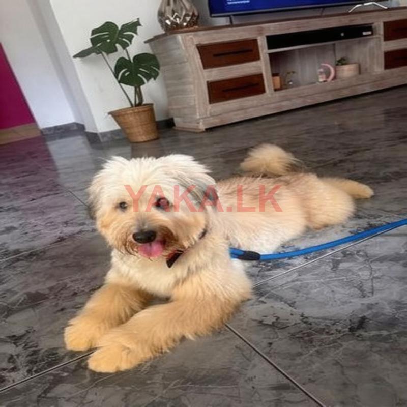 Tibetan Terrier for Crossing