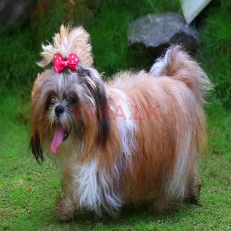 Shih Tzu Dog for Crossing
