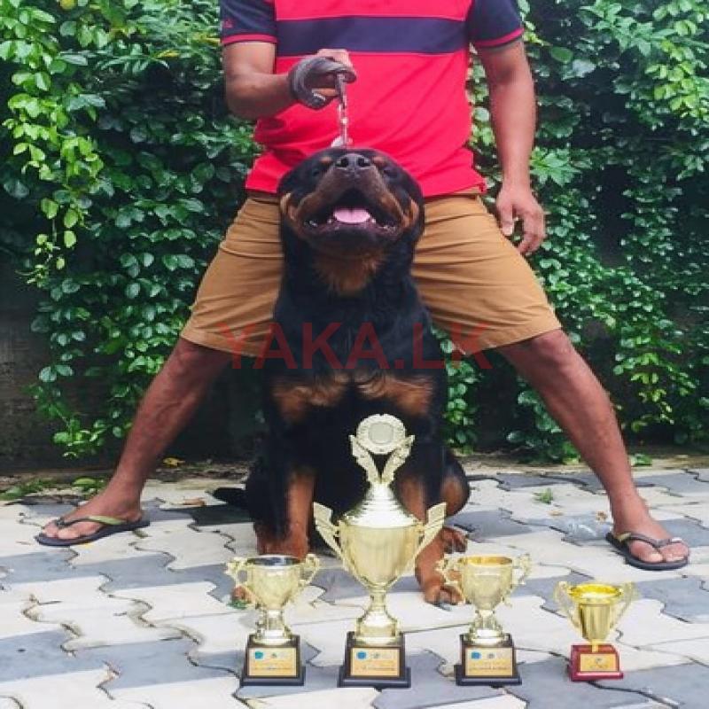 Rottweiler for Stud