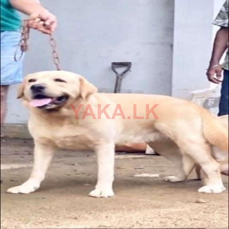 Labrador Dog for Crossing