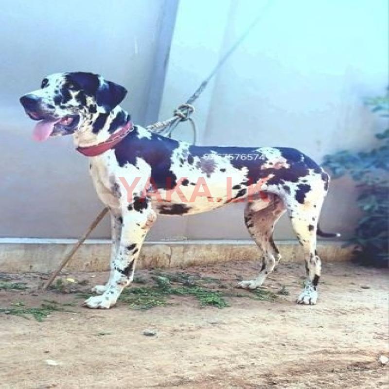 Great Dane Male for Crossing