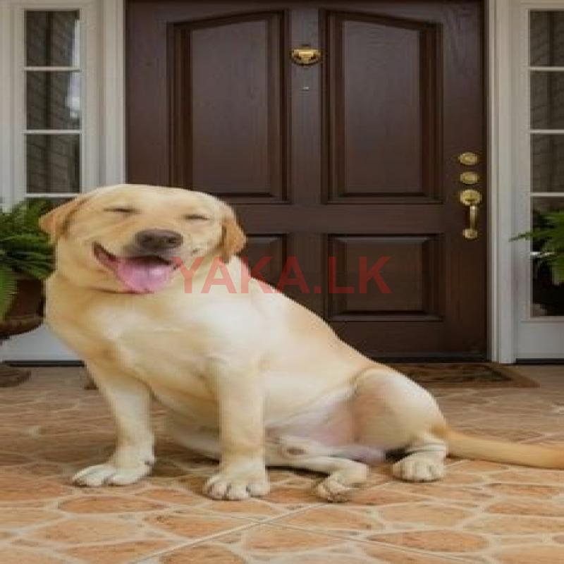 Labrador Dog for Crossing