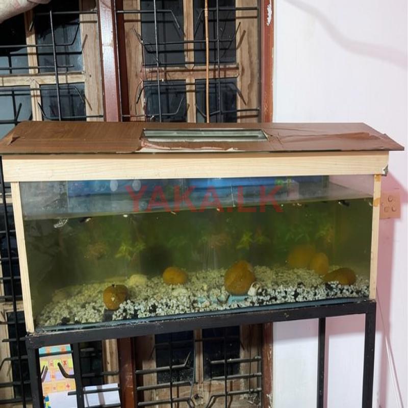 Fish Tank