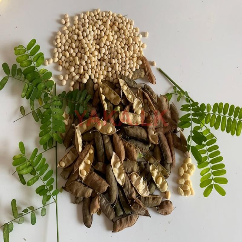 Fresh Madatiya Seeds