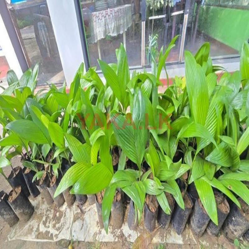 Puwak Plants