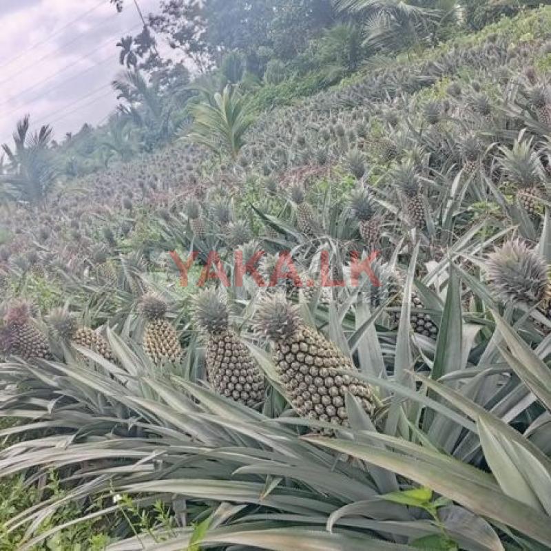 Agro Farm