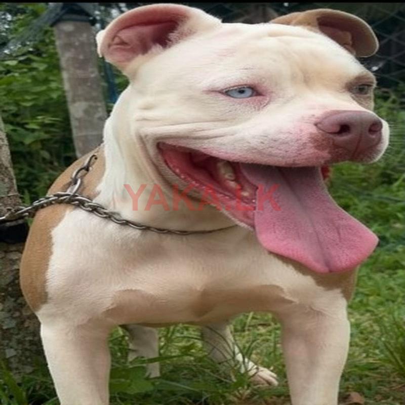 American Female Bully XL