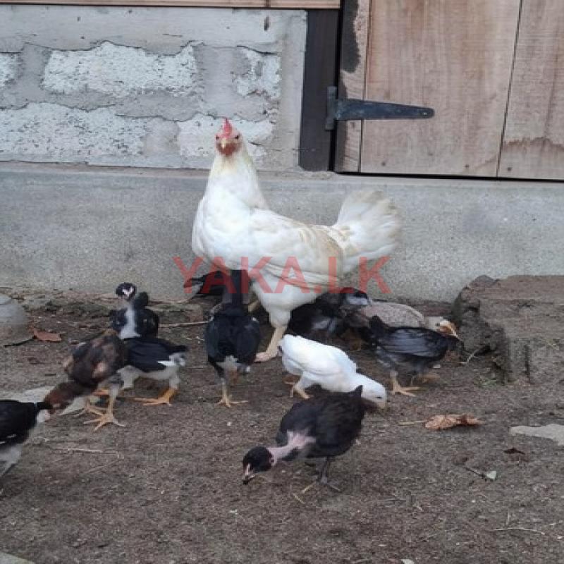 pulli shamo chicks