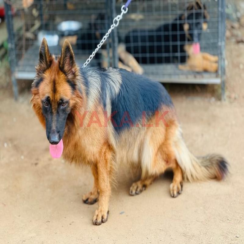 German Shepherd Long Coat Dog for Crossing