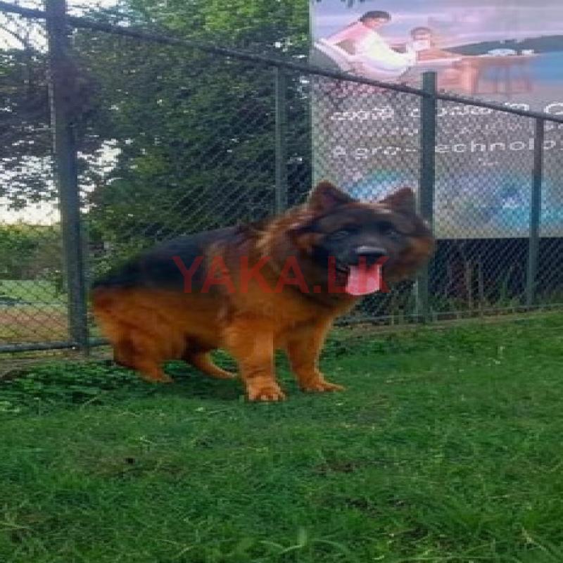 German Shepherd for Crossing