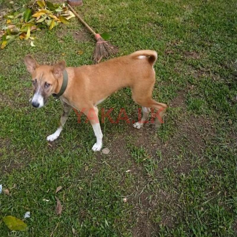 Dog for Kind Home