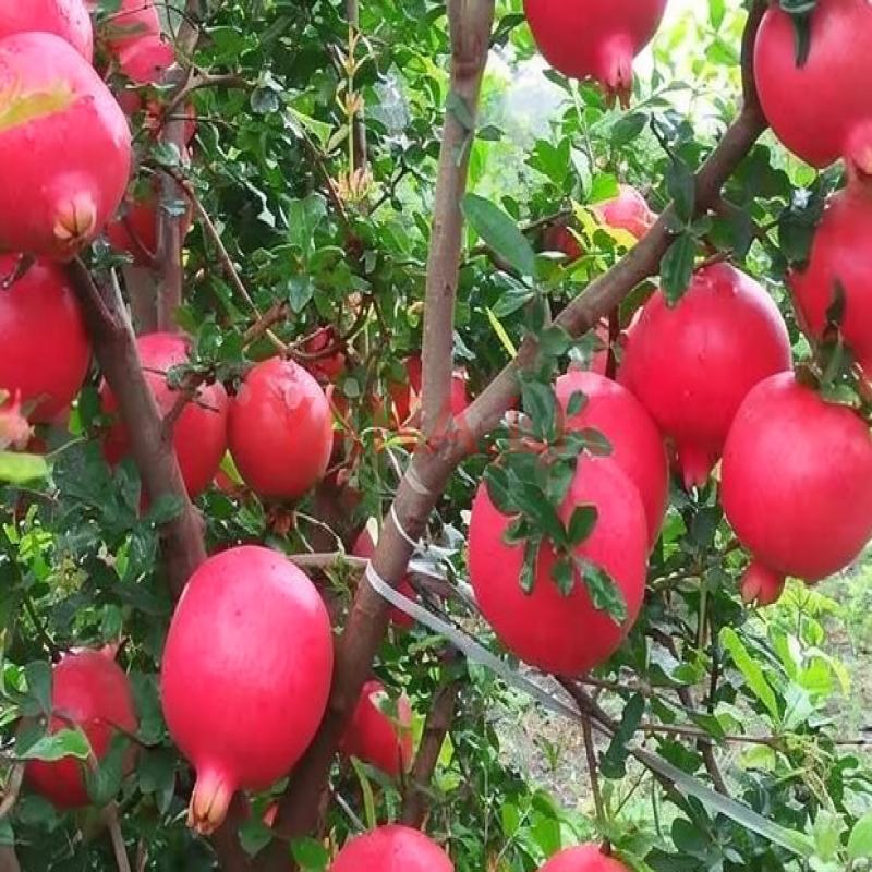 மாதுளை